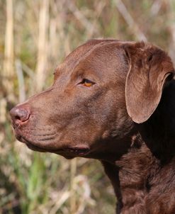 Chesapeake Bay Retriever 02