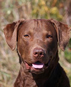 Chesapeake Bay Retriever 03