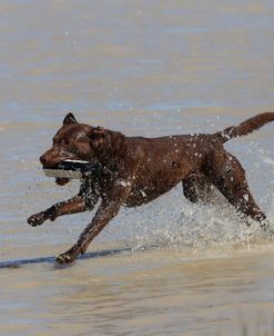 Chesapeake Bay Retriever 04