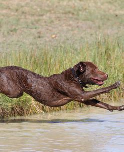 Chesapeake Bay Retriever 05