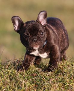 French Bulldog 07