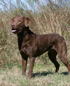 Chesapeake Bay Retriever 12