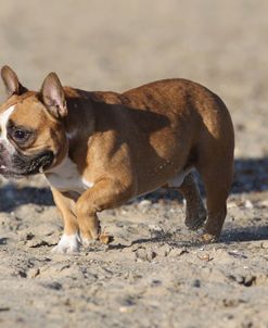 French Bulldog 01