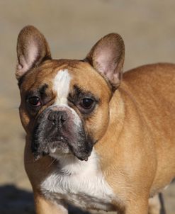 French Bulldog 03