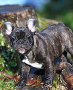 French Bulldog 14