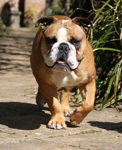 French Bulldog 15
