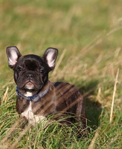 French Bulldog 10