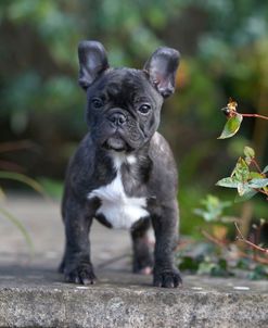 French Bulldog 13