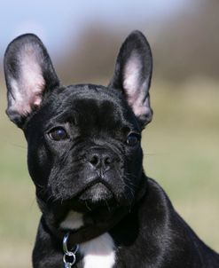 French Bulldog 34