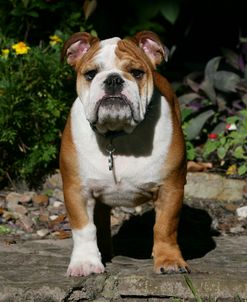 French Bulldog 37