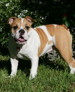 French Bulldog 38