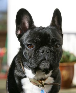 French Bulldog 33