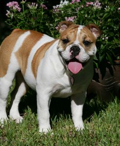 French Bulldog 50