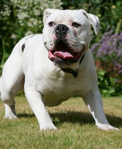 French Bulldog 65