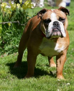 French Bulldog 69
