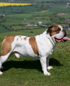 French Bulldog 60