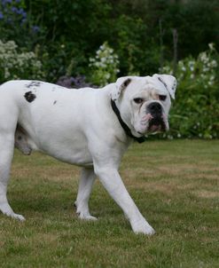 French Bulldog 62