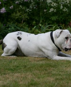 French Bulldog 63