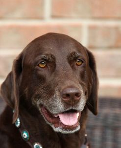 Chocolate Labrador Retriever 01