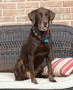 Chocolate Labrador Retriever 02