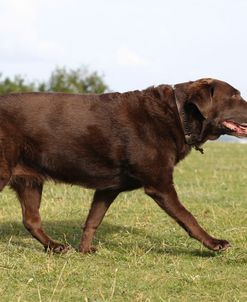 Chocolate Labrador Retriever 07