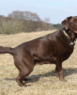 Chocolate Labrador Retriever 08