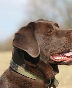 Chocolate Labrador Retriever 09