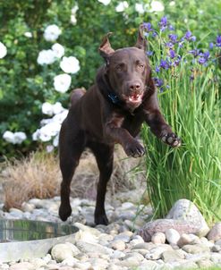 Chocolate Labrador Retriever 10