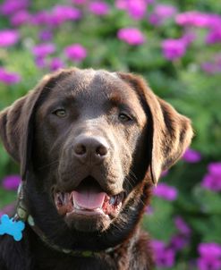 Chocolate Labrador Retriever 11