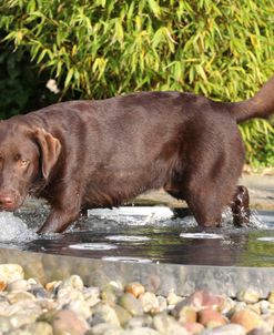 Chocolate Labrador Retriever 12