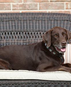 Chocolate Labrador Retriever 03