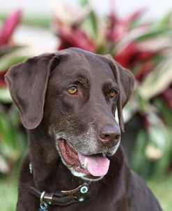 Chocolate Labrador Retriever 04