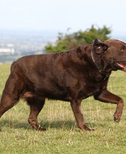 Chocolate Labrador Retriever 06