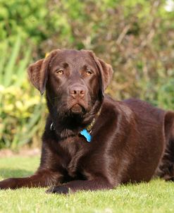 Chocolate Labrador Retriever 17