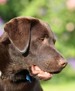 Chocolate Labrador Retriever 18