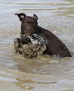 Chocolate Labrador Retriever 19