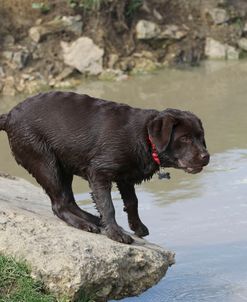 Chocolate Labrador Retriever 20