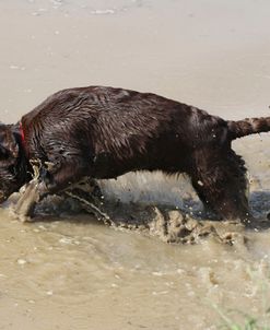 Chocolate Labrador Retriever 21