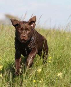 Chocolate Labrador Retriever 22