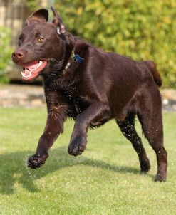 Chocolate Labrador Retriever 13