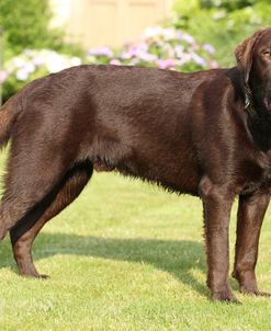 Chocolate Labrador Retriever 14