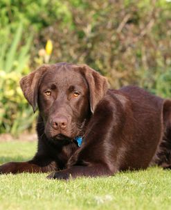 Chocolate Labrador Retriever 16