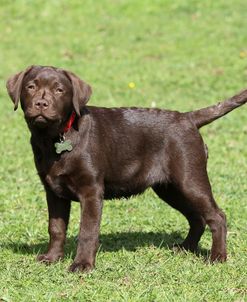 Chocolate Labrador Retriever 27