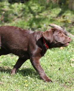 Chocolate Labrador Retriever 28