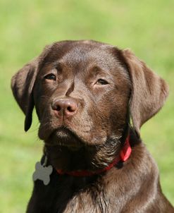 Chocolate Labrador Retriever 29