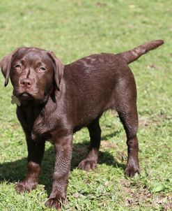 Chocolate Labrador Retriever 30