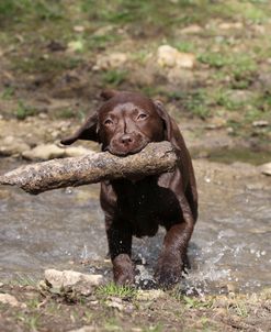 Chocolate Labrador Retriever 31