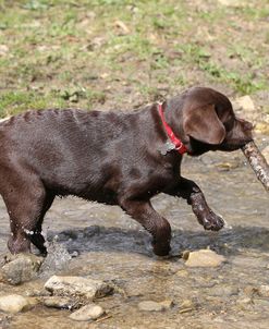 Chocolate Labrador Retriever 32