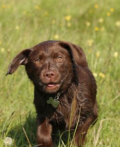 Chocolate Labrador Retriever 23