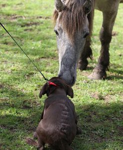 Chocolate Labrador Retriever 24